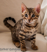 Bengal